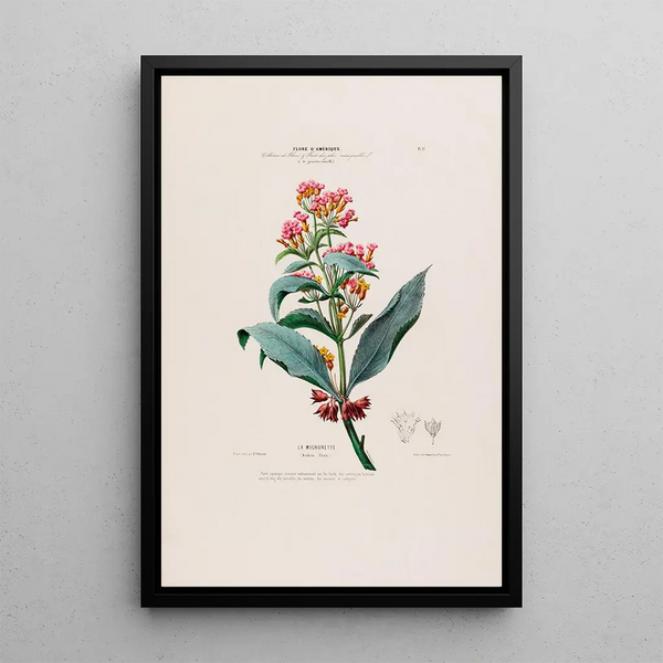 Flore d'Amérique drawn from nature on site Pl017 - Étienne Denisse — framed artwork on a wall