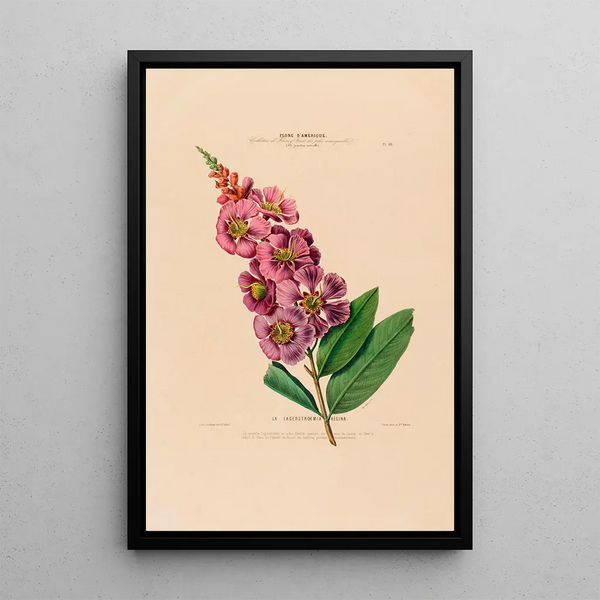 Flore d'Amérique drawn from nature on site Pl018 - Étienne Denisse — framed artwork on a wall