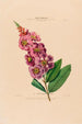 Flore d'Amérique drawn from nature on site Pl018 - Étienne Denisse — artwork view