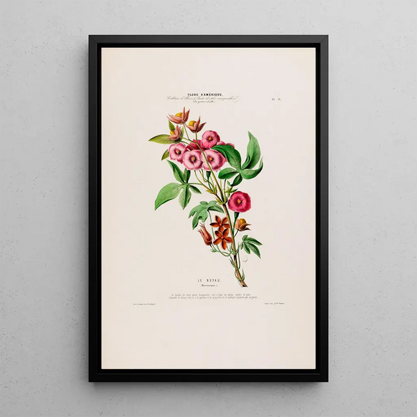 Flore d'Amérique drawn from nature on site Pl019 - Étienne Denisse — framed artwork on a wall