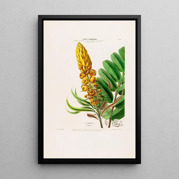 Flore d'Amérique drawn from nature on site Pl020 - Étienne Denisse — framed artwork on a wall
