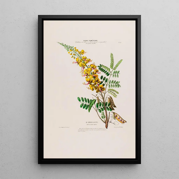 Flore d'Amérique drawn from nature on site Pl021 - Étienne Denisse — framed artwork on a wall