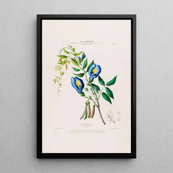 Flore d'Amérique drawn from nature on site Pl022 - Étienne Denisse — framed artwork on a wall