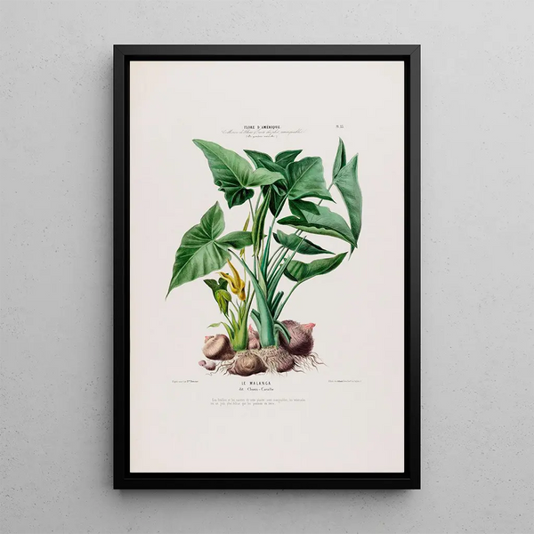 Flore d'Amérique drawn from nature on site Pl023 - Étienne Denisse — framed artwork on a wall