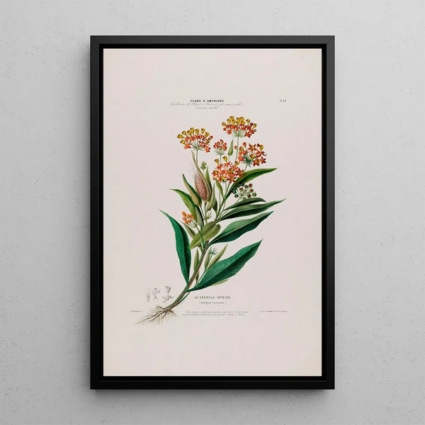 Flore d'Amérique drawn from nature on site Pl024 - Étienne Denisse — framed artwork on a wall