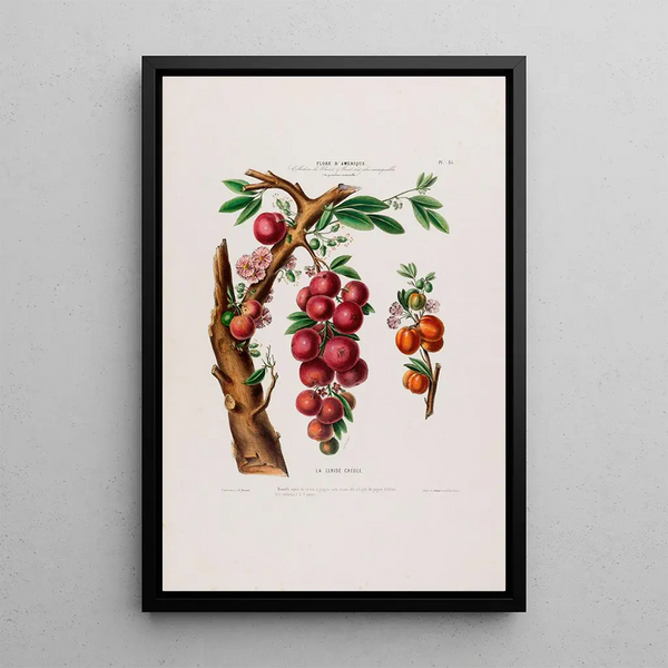 Flore d'Amérique drawn from nature on site Pl025 - Étienne Denisse — framed artwork on a wall