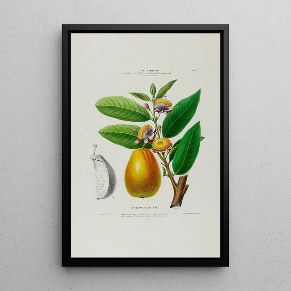 Flore d'Amérique drawn from nature on site Pl026 - Étienne Denisse — framed artwork on a wall