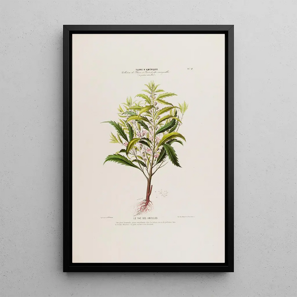 Flore d'Amérique drawn from nature on site Pl027 - Étienne Denisse — framed artwork on a wall