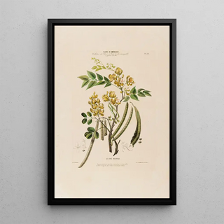 Etienne Denisse - Flore dAmerique dessinee dapres nature sur les lieux Pl028.webp