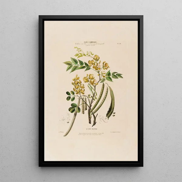 Flore d'Amérique dessinée d'après nature sur les lieux Pl028 - Étienne Denisse — framed artwork on a wall