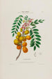 Flore d'Amérique drawn from nature on site Pl029 - Étienne Denisse — artwork view