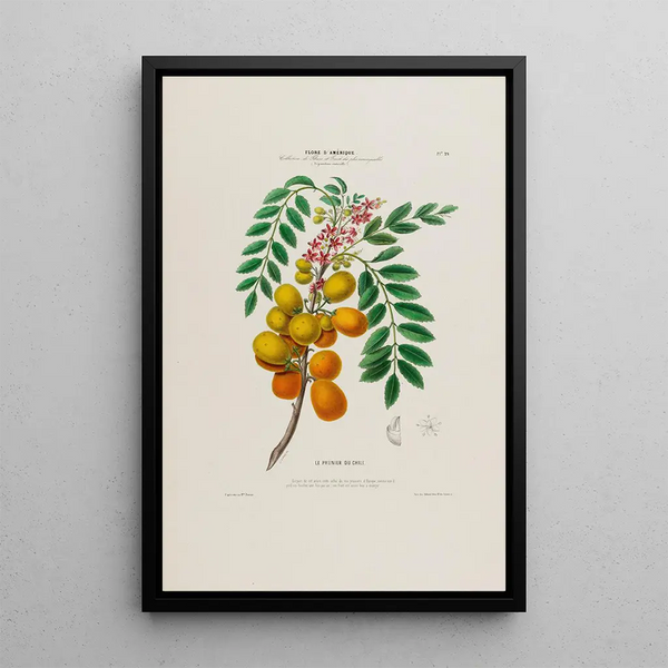 Flore d'Amérique drawn from nature on site Pl029 - Étienne Denisse — framed artwork on a wall