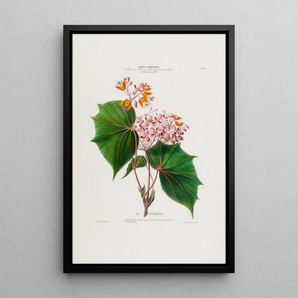 Flore d'Amérique drawn from nature on site Pl030 - Étienne Denisse — framed artwork on a wall
