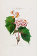 Flore d'Amérique drawn from nature on site Pl030 - Étienne Denisse — artwork view