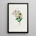 Flore d'Amérique drawn from nature on site Pl031 - Étienne Denisse — framed artwork on a wall