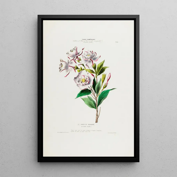 Flore d'Amérique drawn from nature on site Pl031 - Étienne Denisse — framed artwork on a wall