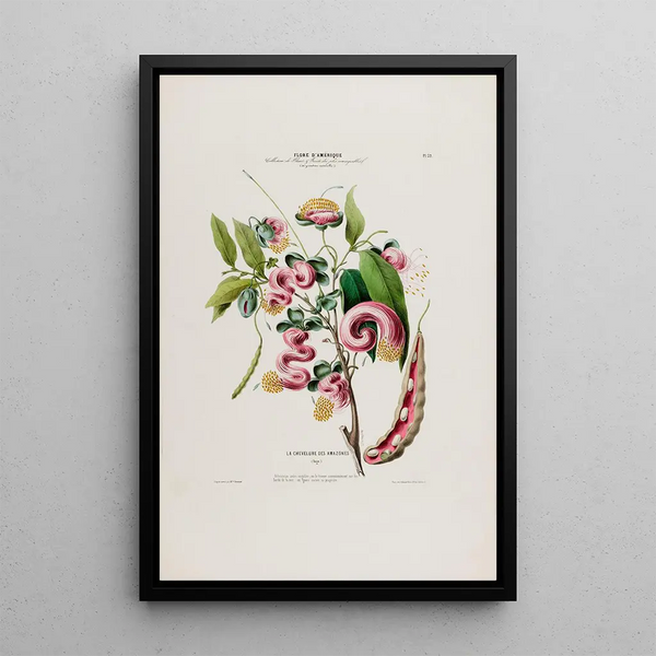 Flore d'Amérique drawn from nature on site Pl032 - Étienne Denisse — framed artwork on a wall