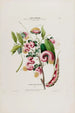 Flore d'Amérique drawn from nature on site Pl032 - Étienne Denisse — artwork view