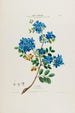 Flore d'Amérique drawn from nature on site Pl033 - Étienne Denisse — artwork view