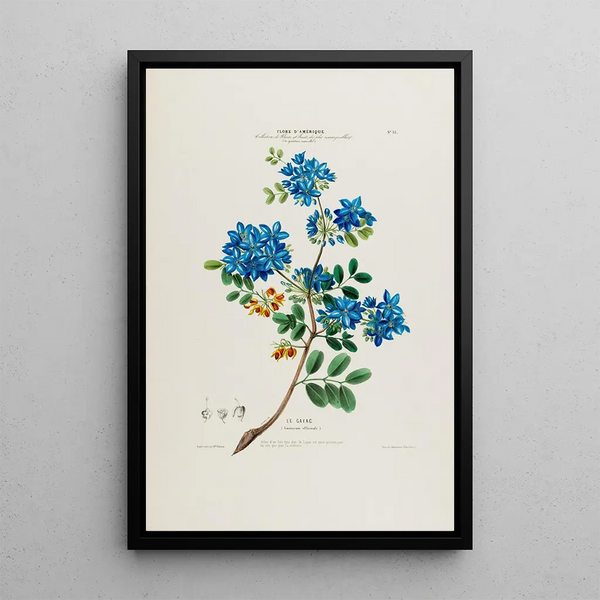 Flore d'Amérique drawn from nature on site Pl033 - Étienne Denisse — framed artwork on a wall
