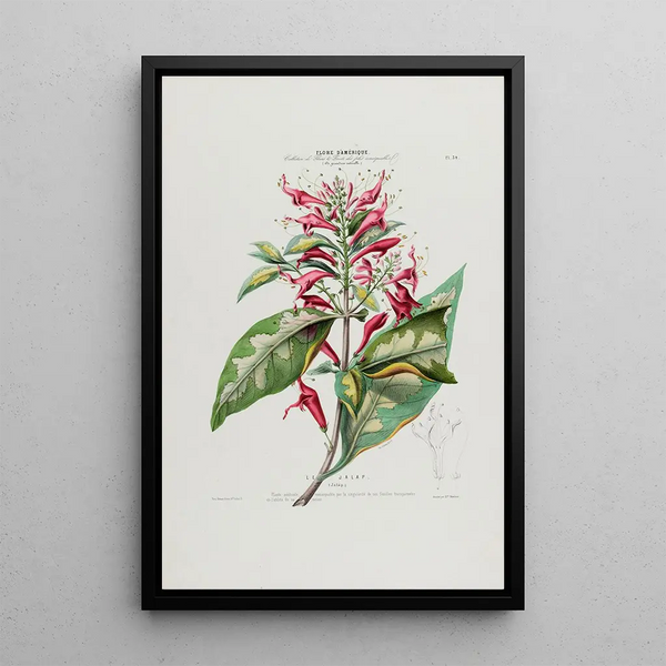 Flore d'Amérique dessinée d'après nature sur les lieux Pl034 - Étienne Denisse — framed artwork on a wall