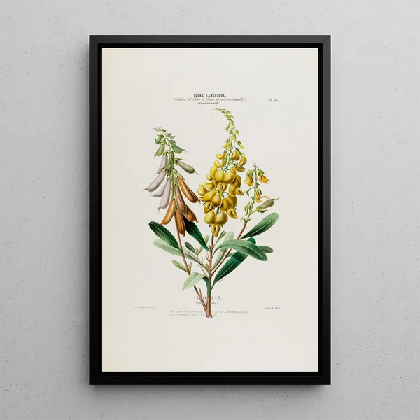 Flore d'Amérique dessinée d'après nature sur les lieux Pl035 - Étienne Denisse — framed artwork on a wall