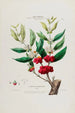 Flore d'Amérique drawn from nature on site Pl036 - Étienne Denisse — artwork view