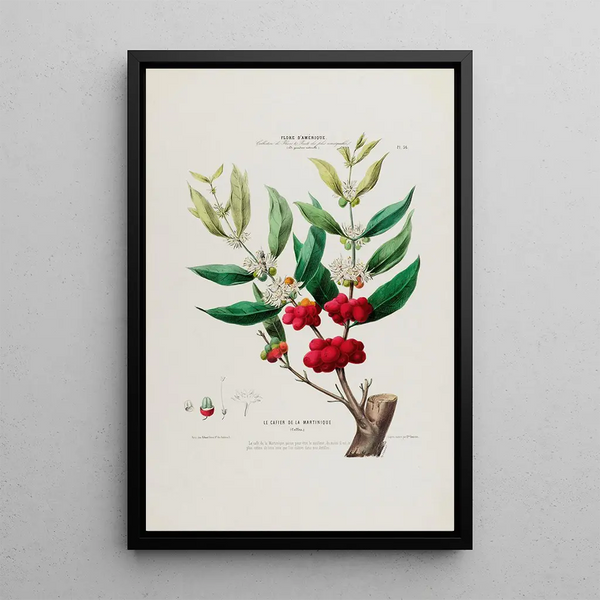 Flore d'Amérique drawn from nature on site Pl036 - Étienne Denisse — framed artwork on a wall