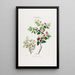 Flore d'Amérique drawn from nature on site Pl037 - Étienne Denisse — framed artwork on a wall