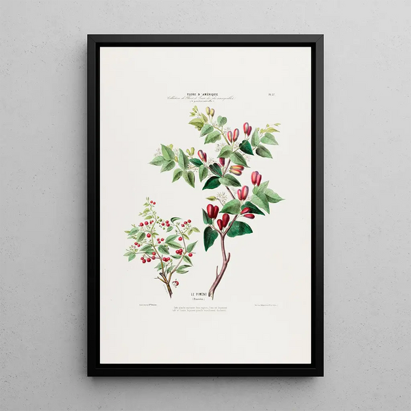 Flore d'Amérique drawn from nature on site Pl037 - Étienne Denisse — framed artwork on a wall