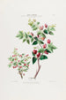 Flore d'Amérique drawn from nature on site Pl037 - Étienne Denisse — artwork view