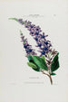 Flore d'Amérique drawn from nature on site Pl038 - Étienne Denisse — artwork view