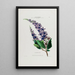 Flore d'Amérique drawn from nature on site Pl038 - Étienne Denisse — framed artwork on a wall