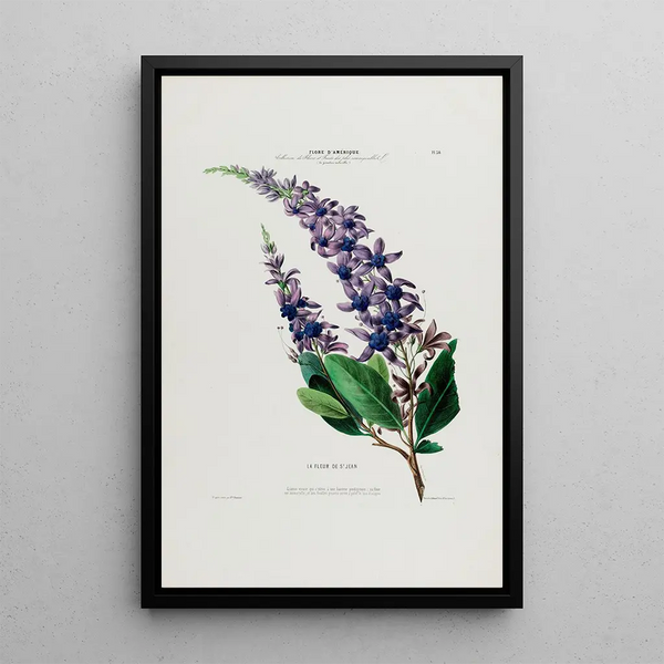 Flore d'Amérique drawn from nature on site Pl038 - Étienne Denisse — framed artwork on a wall