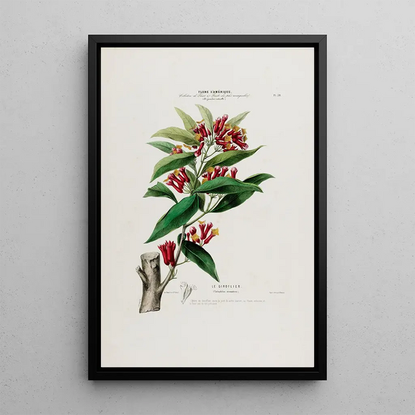 Flore d'Amérique drawn from nature on site Pl039 - Étienne Denisse — framed artwork on a wall