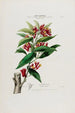 Flore d'Amérique drawn from nature on site Pl039 - Étienne Denisse — artwork view