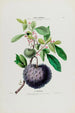 Flore d'Amérique drawn from nature on site Pl040 - Étienne Denisse — artwork view
