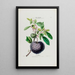Flore d'Amérique drawn from nature on site Pl040 - Étienne Denisse — framed artwork on a wall