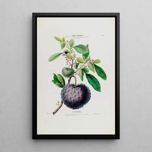 Flore d'Amérique drawn from nature on site Pl040 - Étienne Denisse — framed artwork on a wall