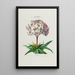 Flore d'Amérique drawn from nature on site Pl041 - Étienne Denisse — framed artwork on a wall