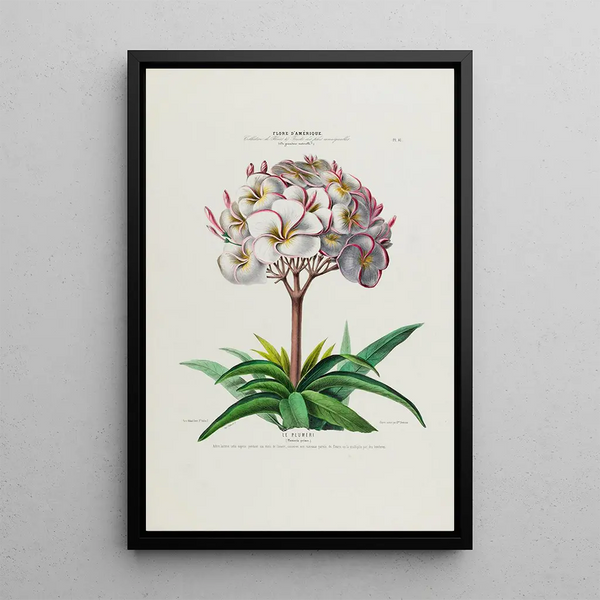 Flore d'Amérique drawn from nature on site Pl041 - Étienne Denisse — framed artwork on a wall
