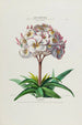 Flore d'Amérique drawn from nature on site Pl041 - Étienne Denisse — artwork view