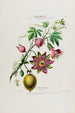 Flore d'Amérique drawn from nature on site Pl042 - Étienne Denisse — artwork view