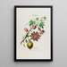 Flore d'Amérique drawn from nature on site Pl042 - Étienne Denisse — framed artwork on a wall