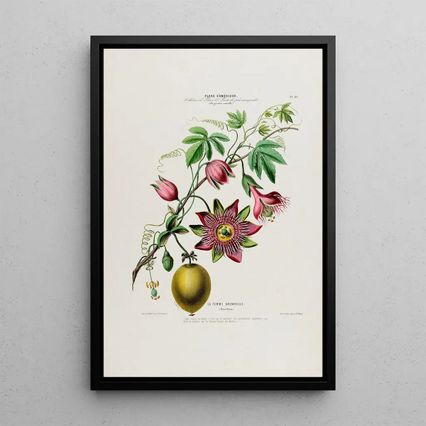 Flore d'Amérique drawn from nature on site Pl042 - Étienne Denisse — framed artwork on a wall