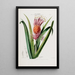 Flore d'Amérique drawn from nature on site Pl043 - Étienne Denisse — framed artwork on a wall