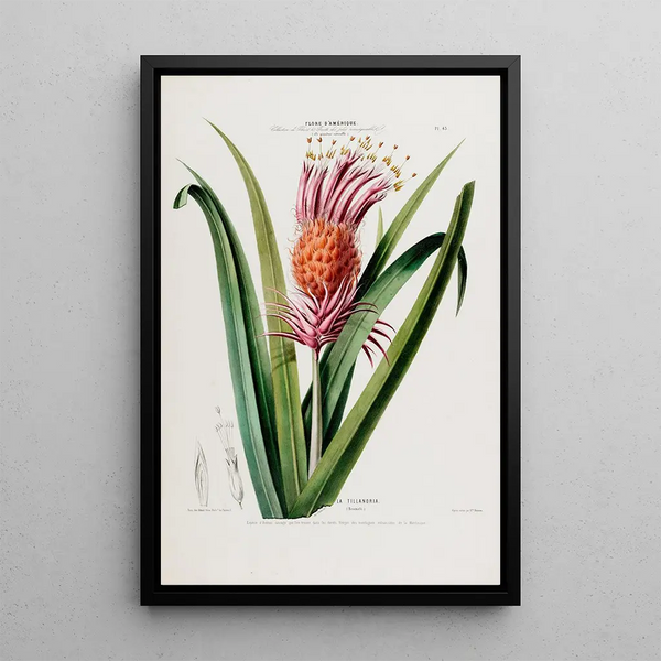 Flore d'Amérique drawn from nature on site Pl043 - Étienne Denisse — framed artwork on a wall