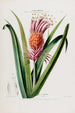 Flore d'Amérique drawn from nature on site Pl043 - Étienne Denisse — artwork view