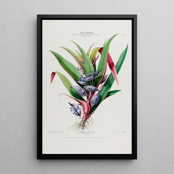 Flore d'Amérique drawn from nature on site Pl044 - Étienne Denisse — framed artwork on a wall
