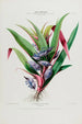 Flore d'Amérique drawn from nature on site Pl044 - Étienne Denisse — artwork view